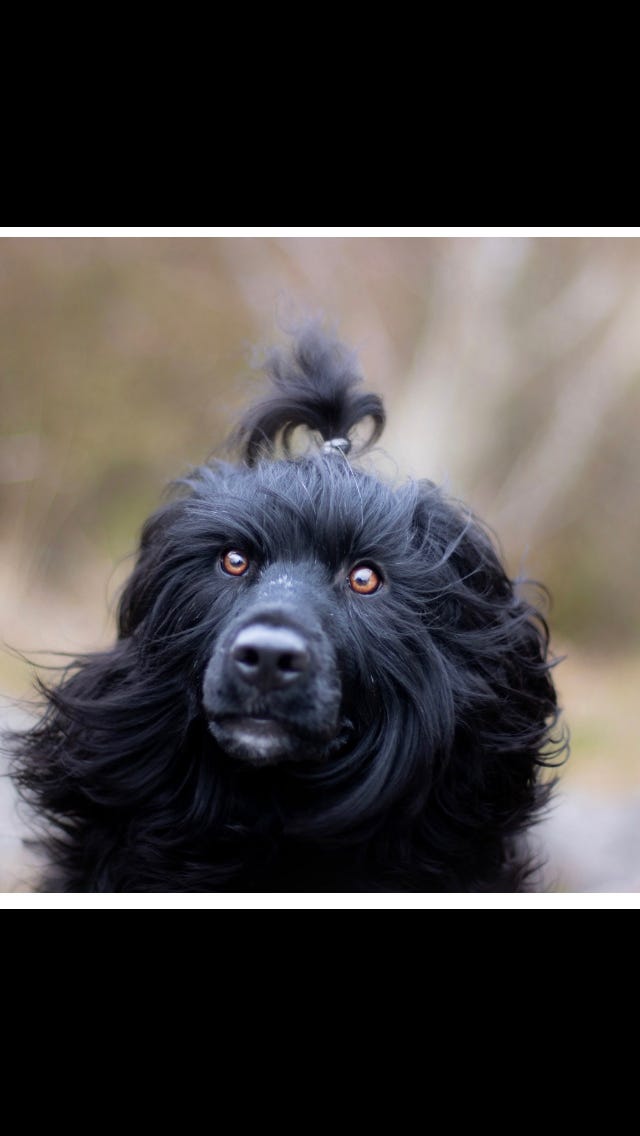 Portugisisk vannhund