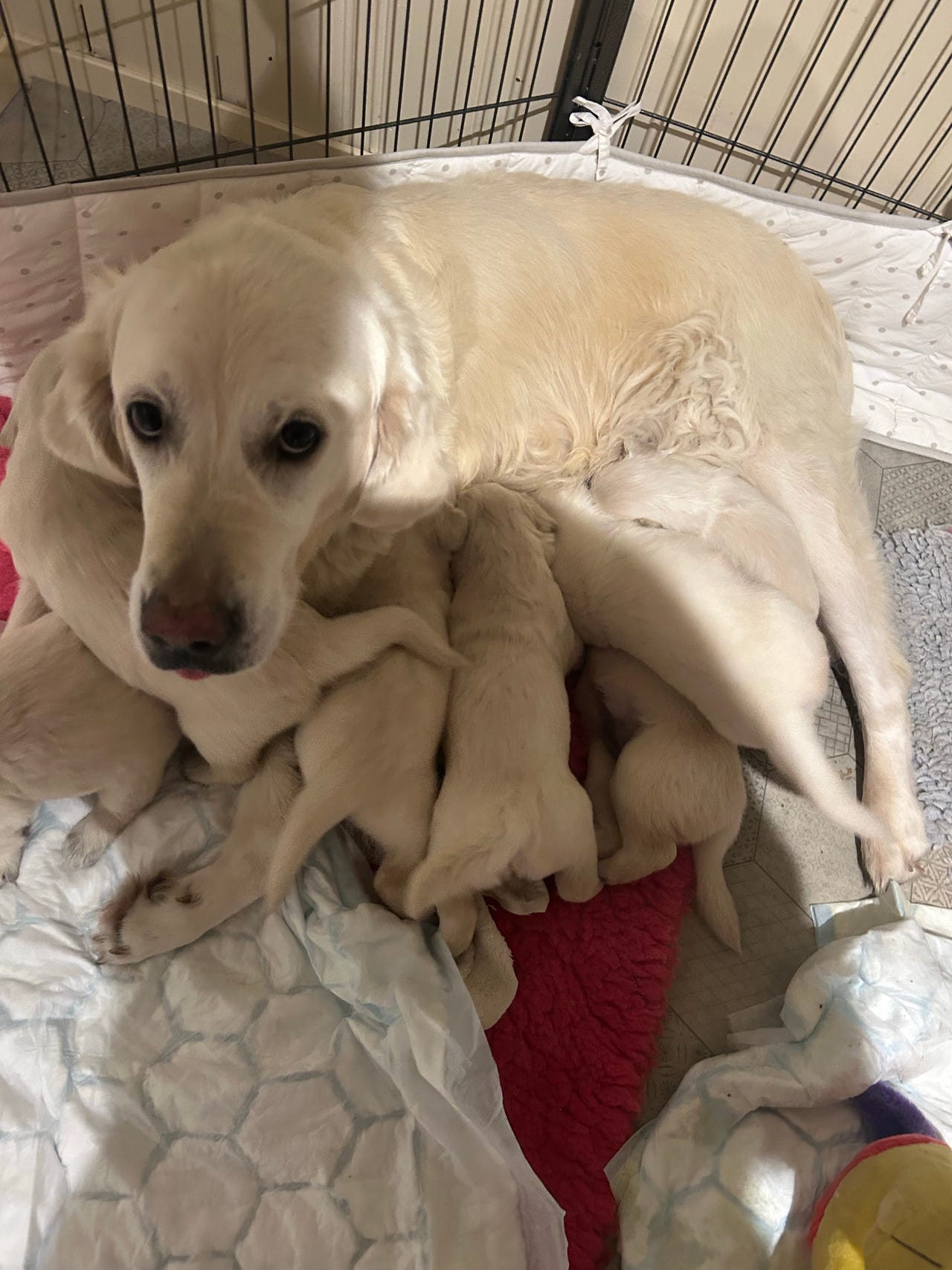 Golden retriever