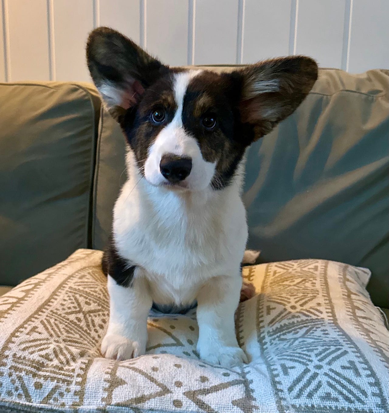 Welsh corgi cardigan