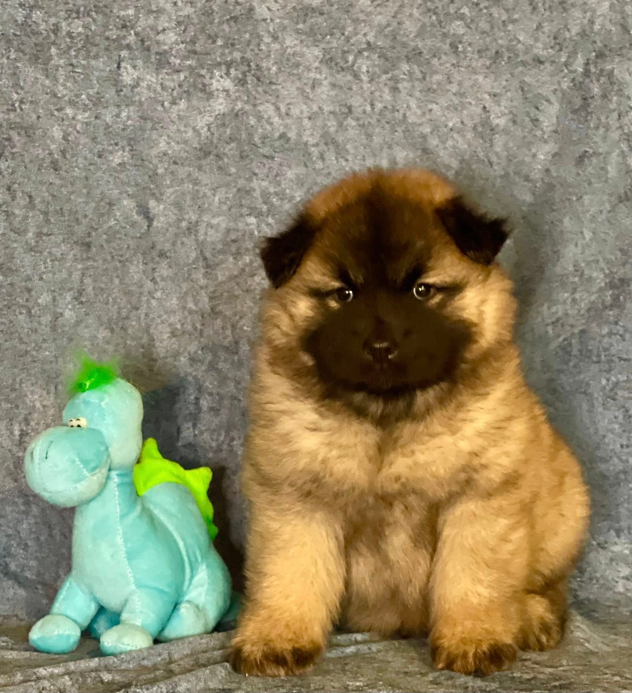 Eurasier