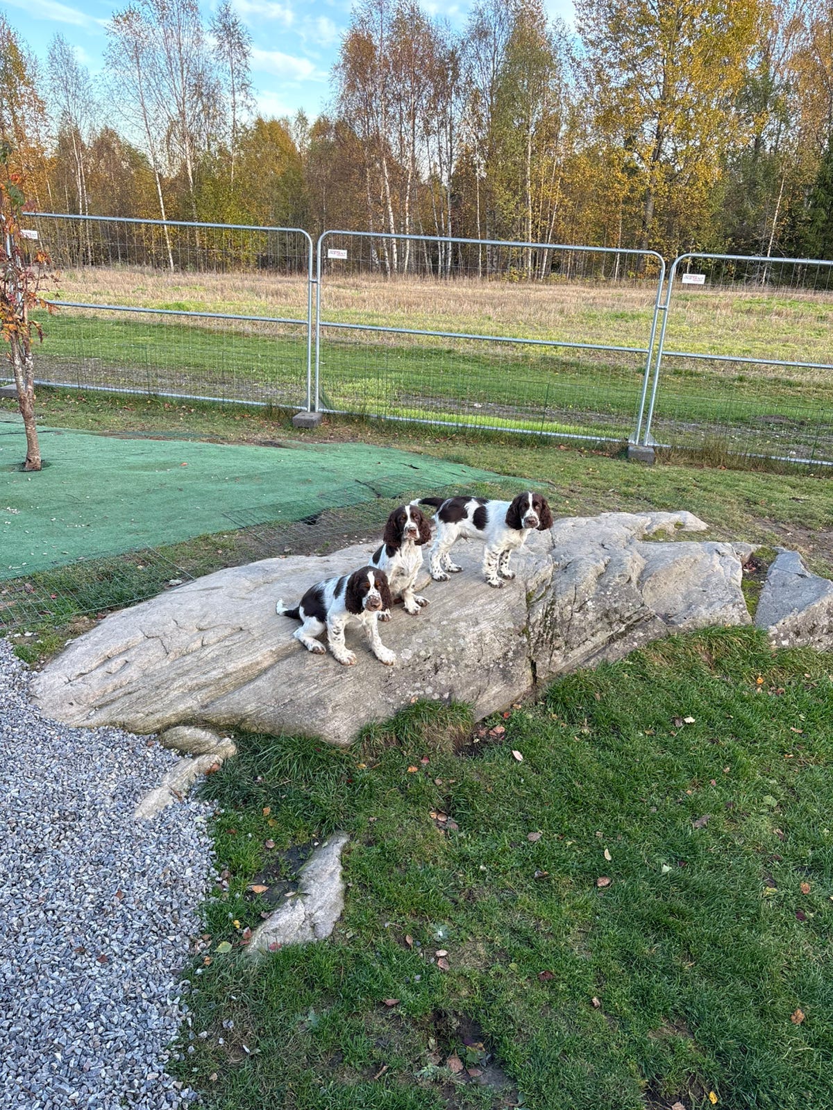 Engelsk springer spaniel