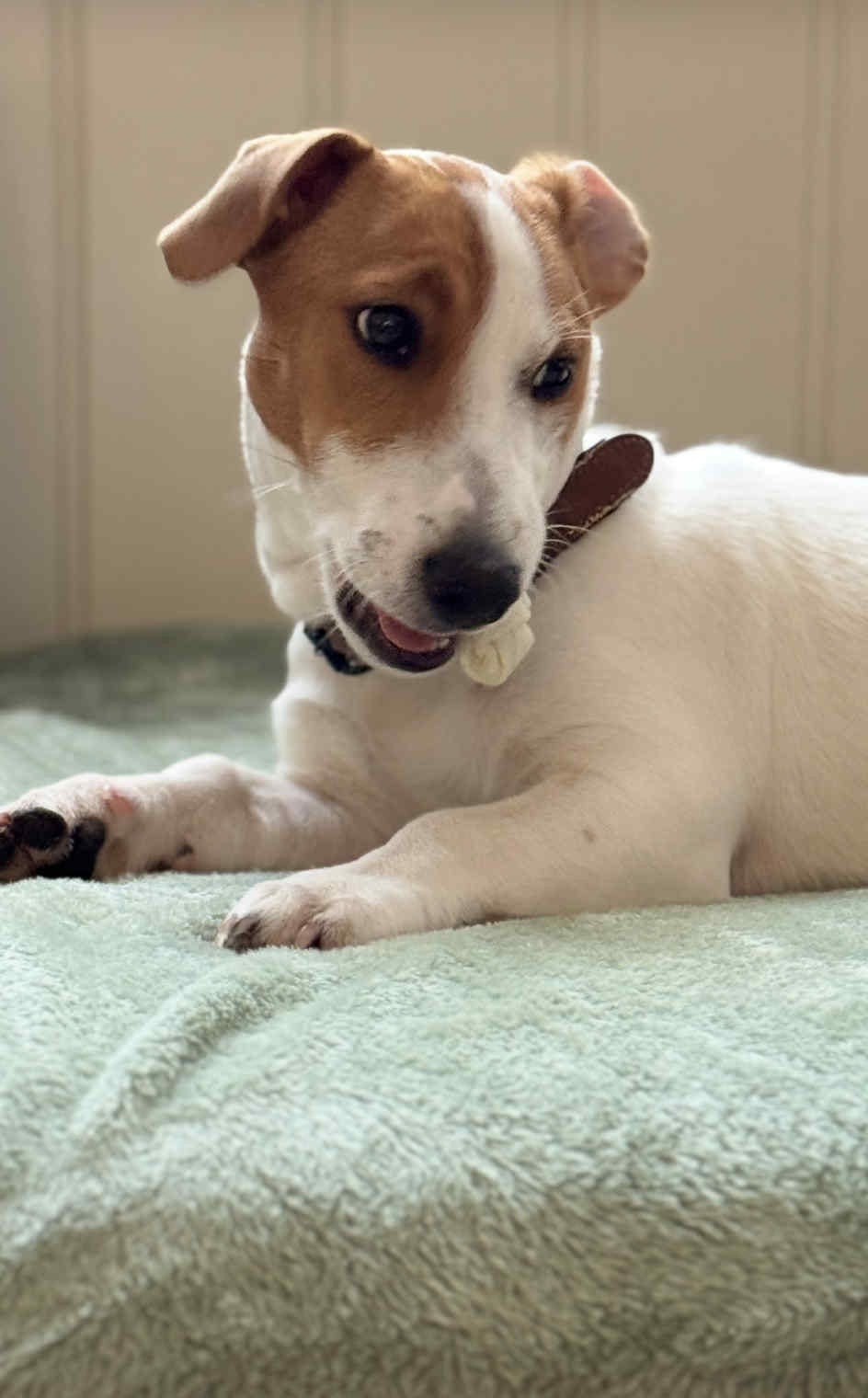 Jack russell terrier