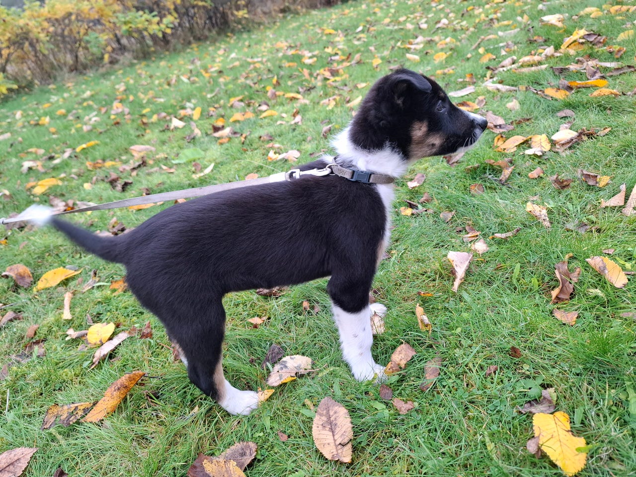 Border collie