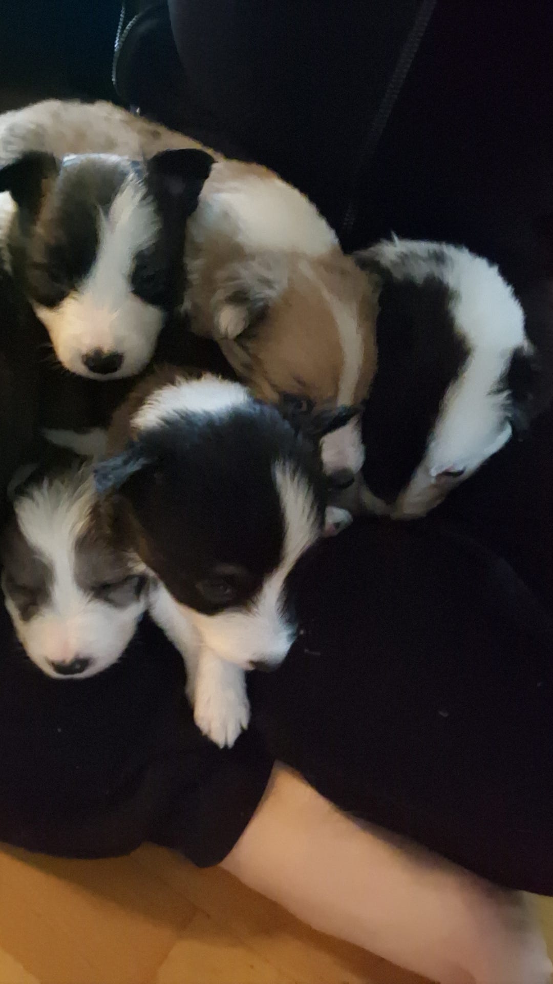 Border collie