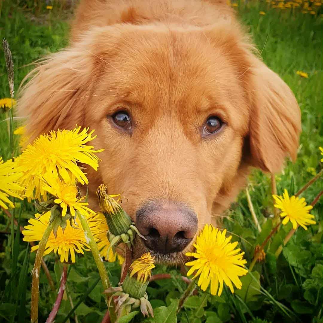 Nova scotia duck tolling retriever