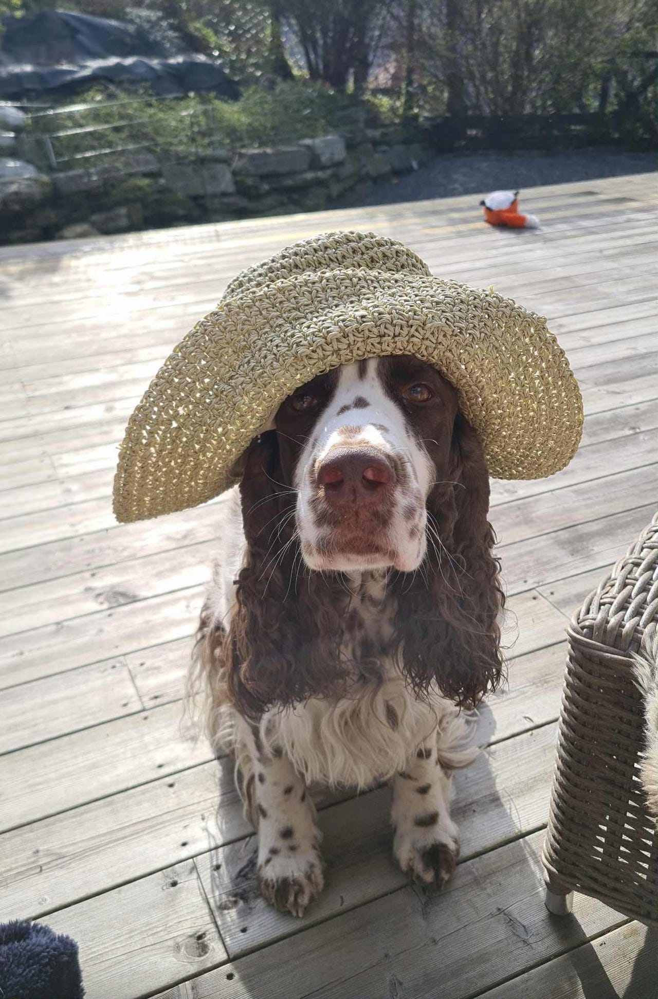Engelsk springer spaniel