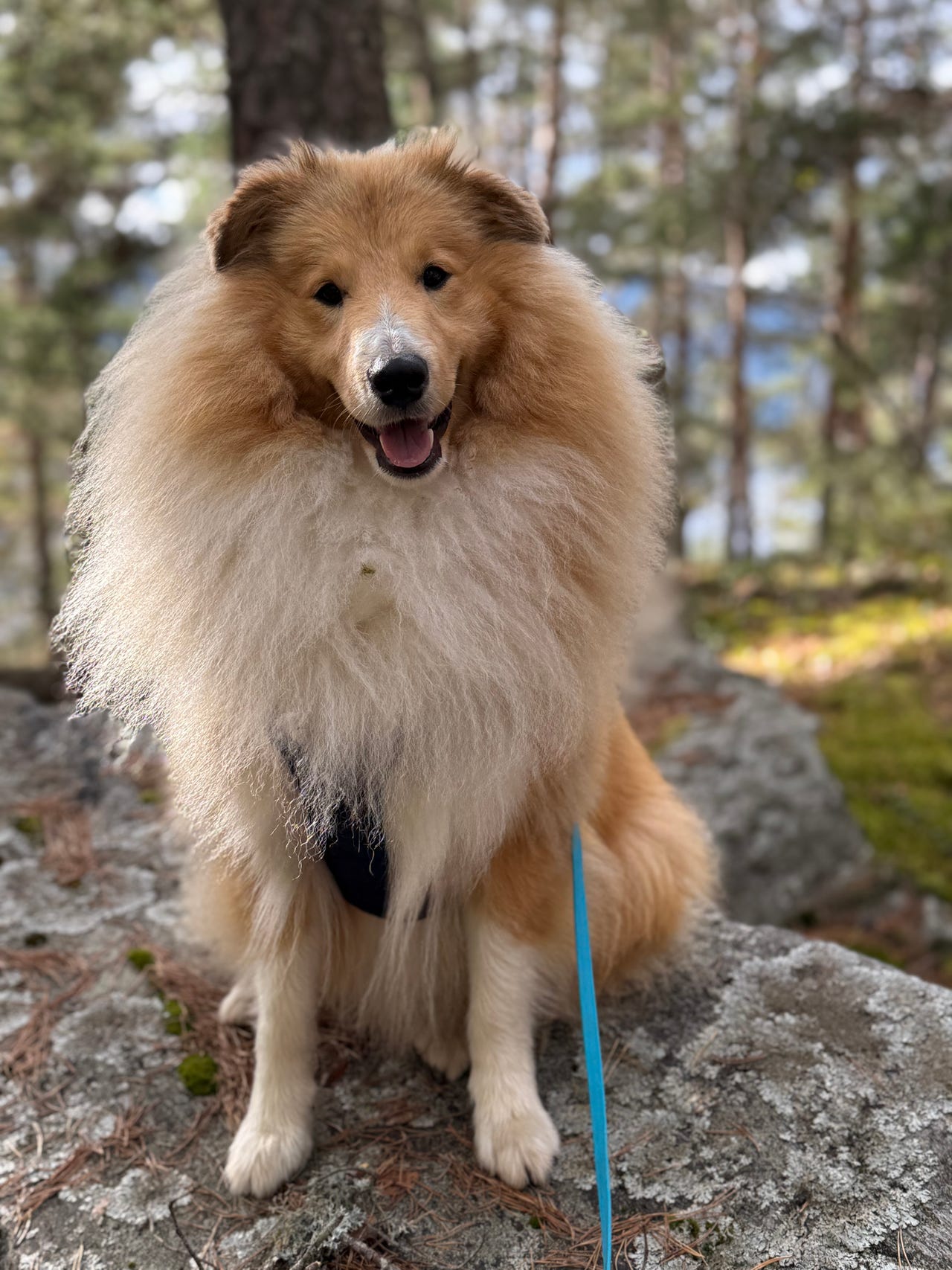 Shetland sheepdog