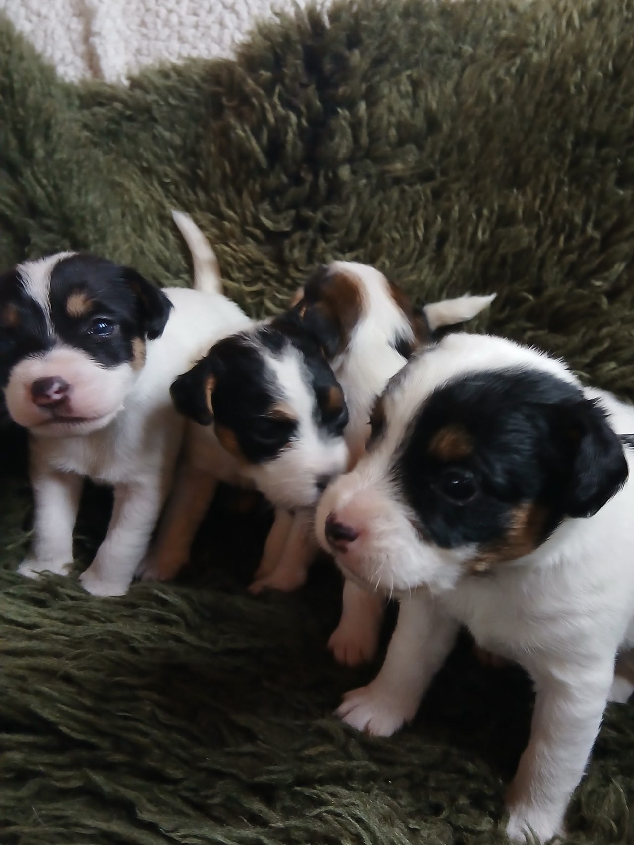 Parson russell terrier