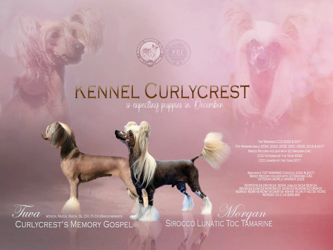 Chinese crested