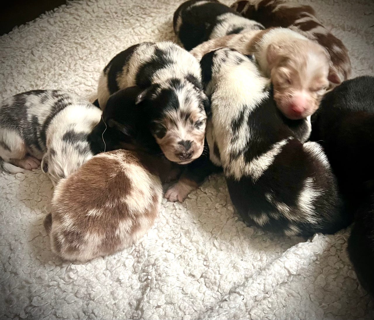 Australian shepherd