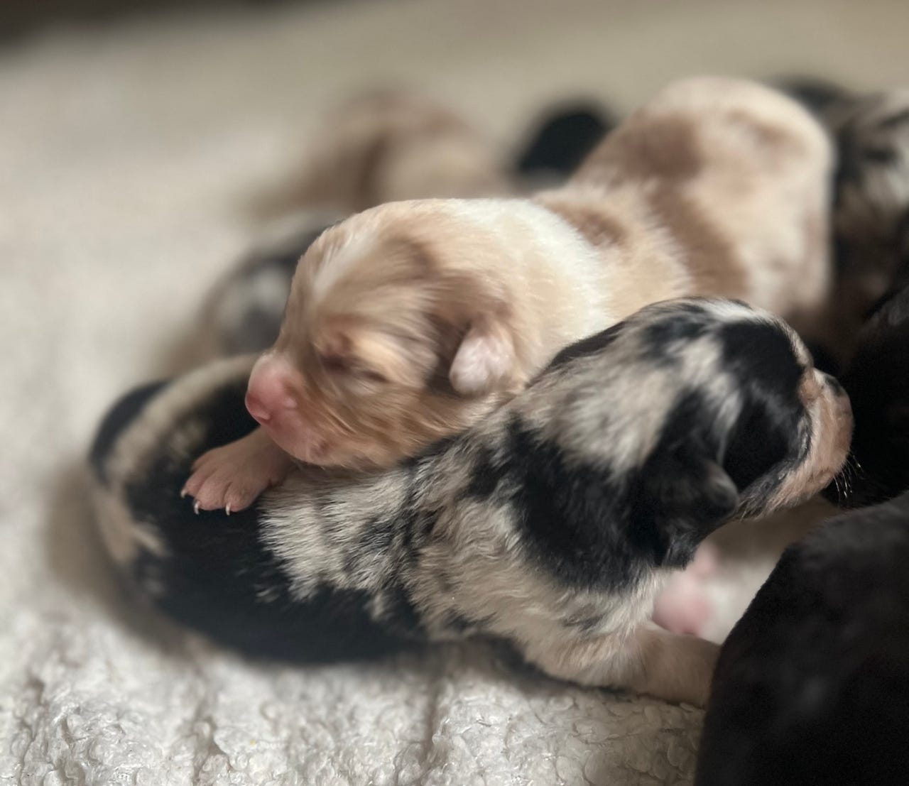Australian shepherd