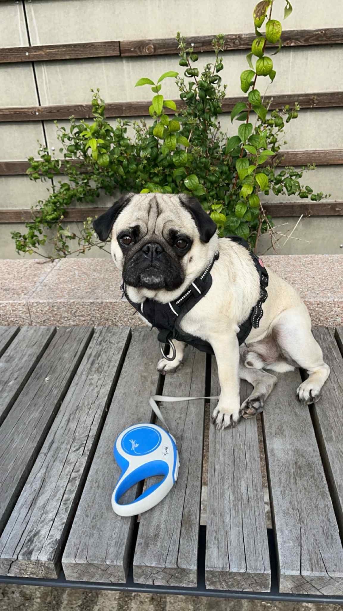 Mops