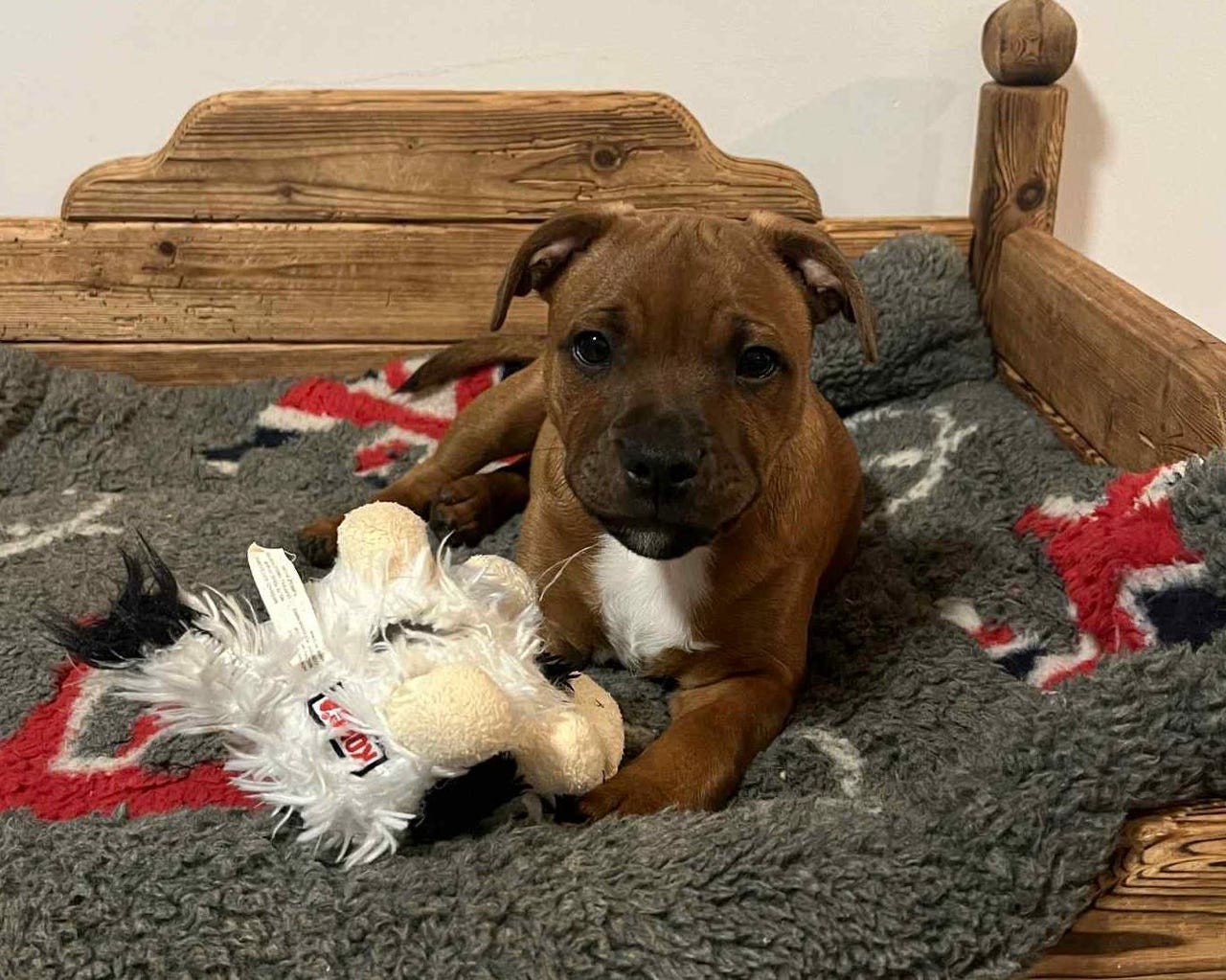 Staffordshire bull terrier