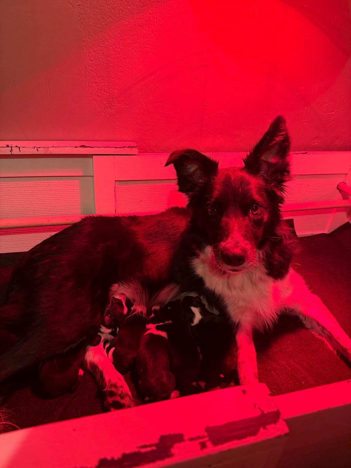 Border collie
