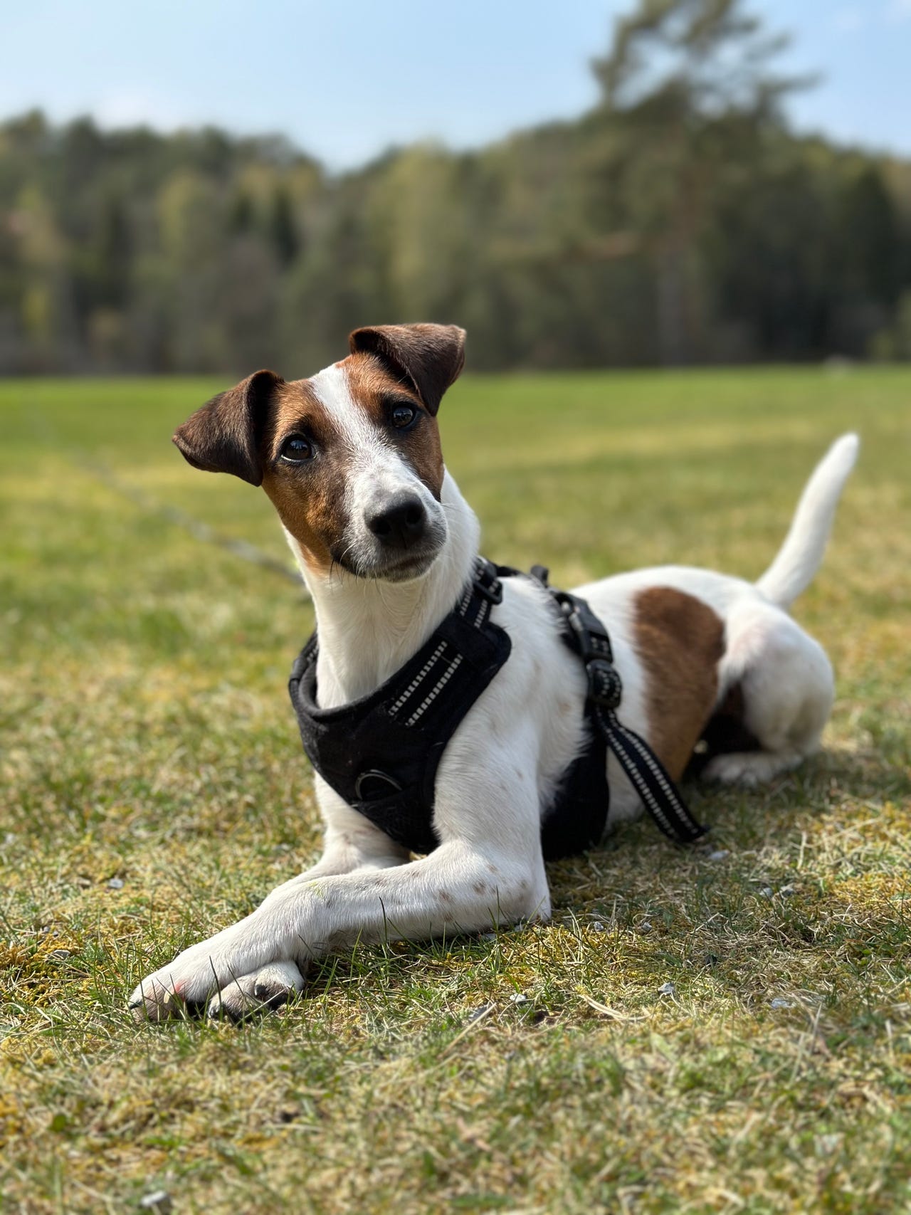 Fox terrier ruhåret