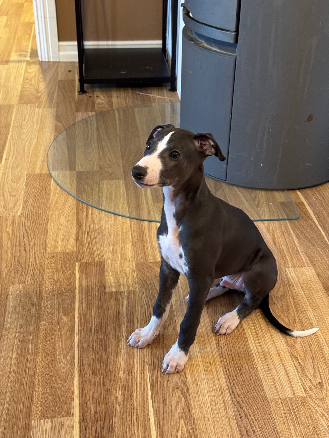 Whippet