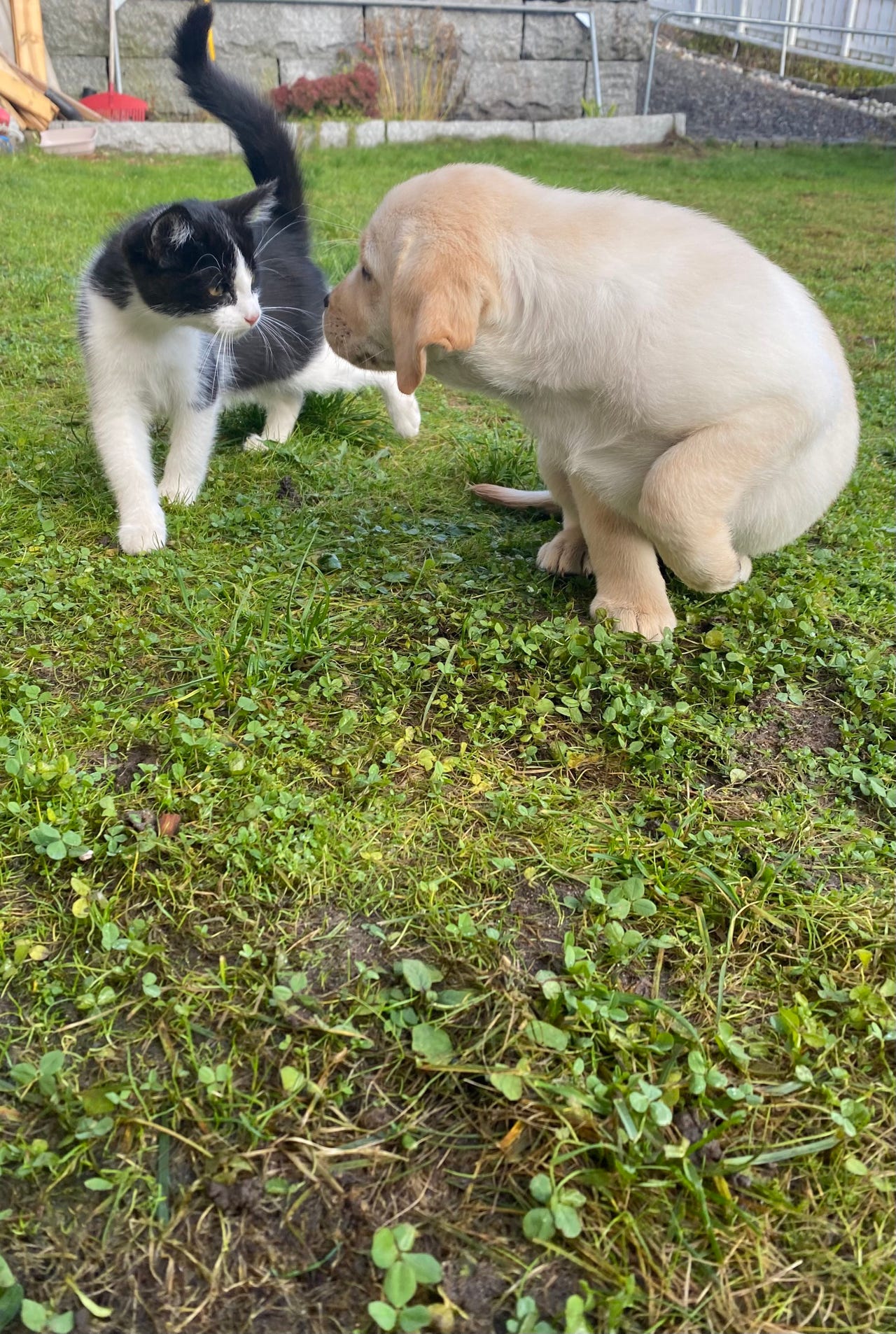 Labrador retriever