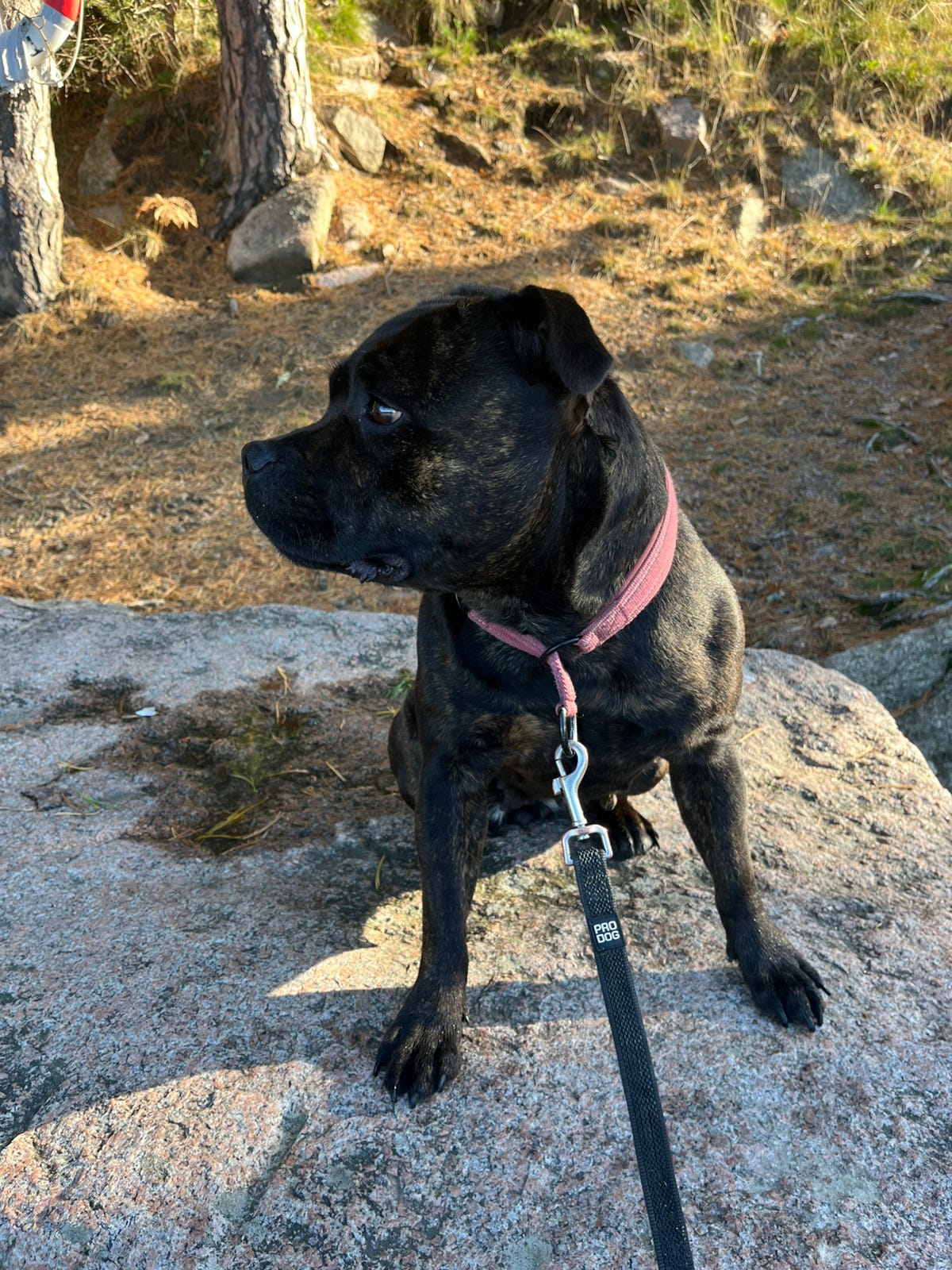 Staffordshire bull terrier