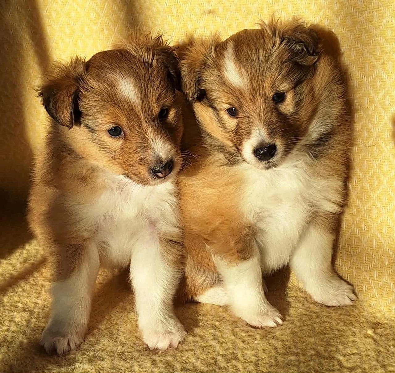Shetland sheepdog