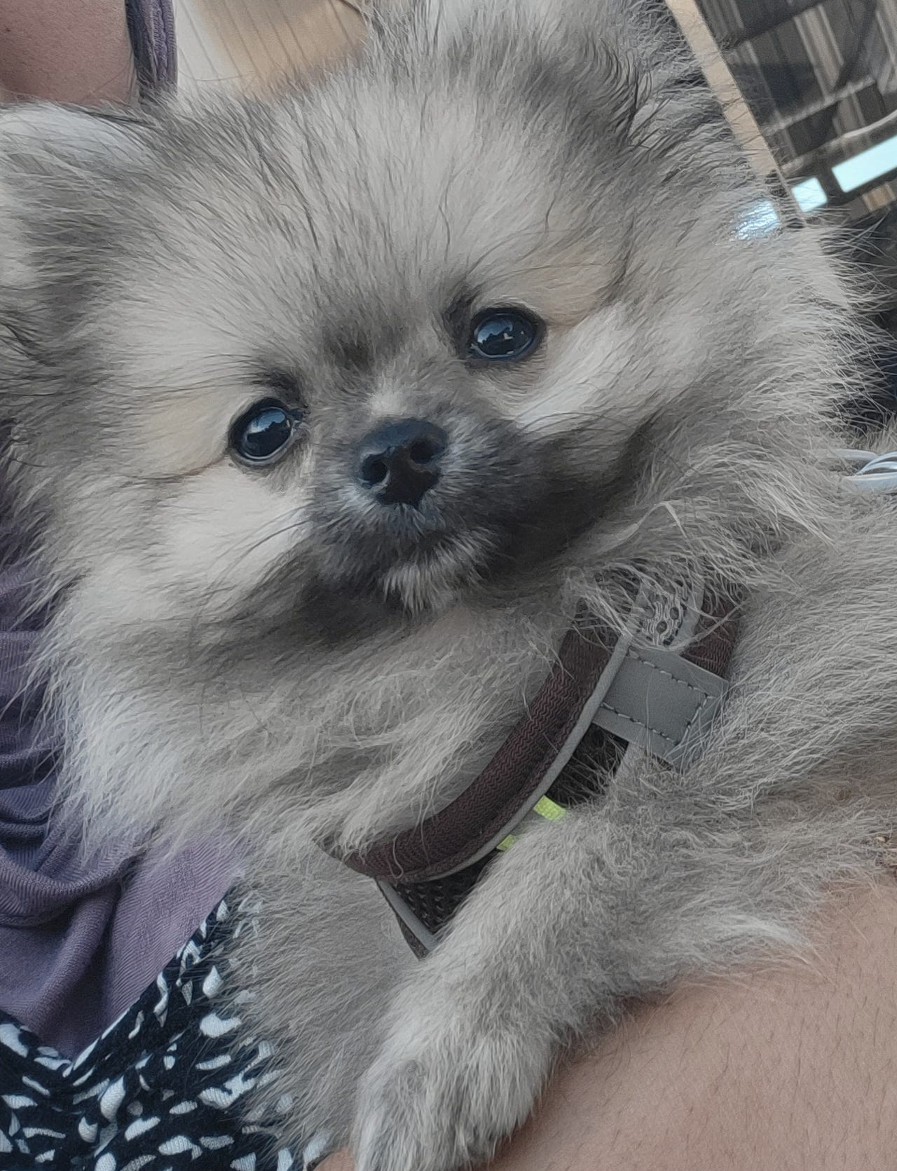 Pomeranian