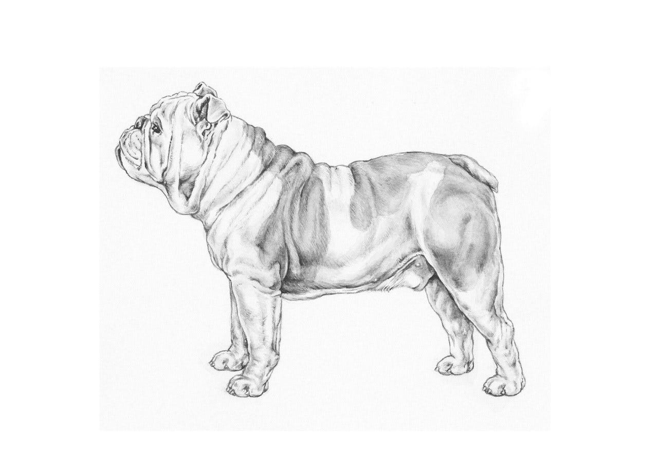 Engelsk bulldog