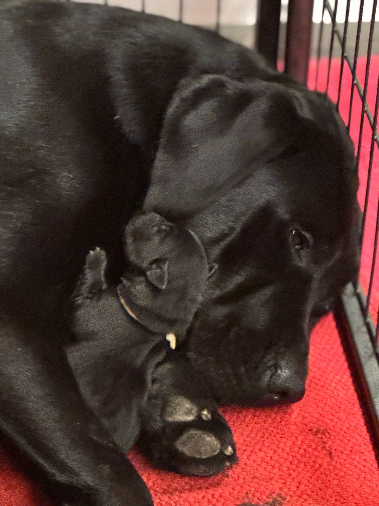 Labrador retriever