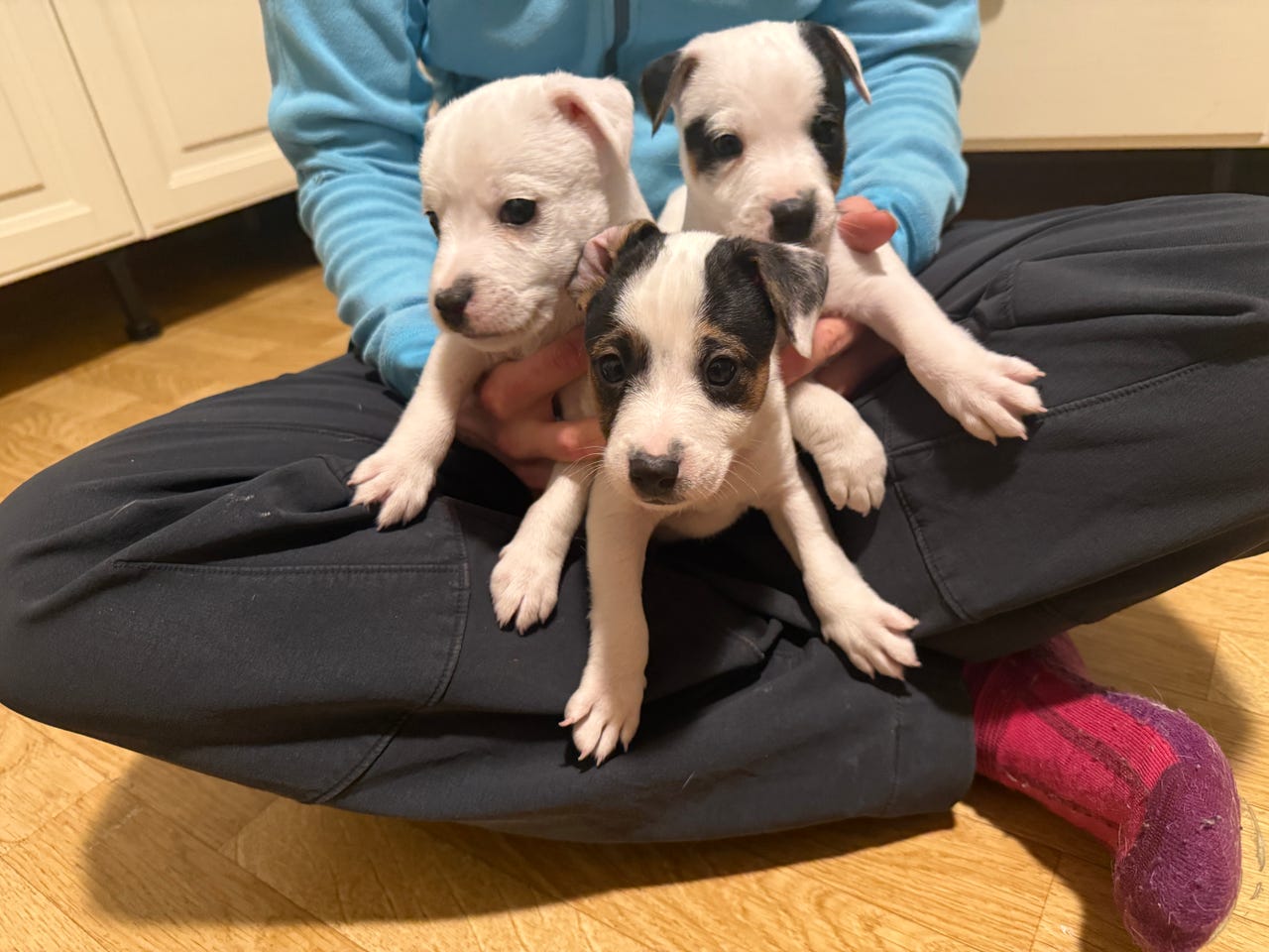 Parson russell terrier