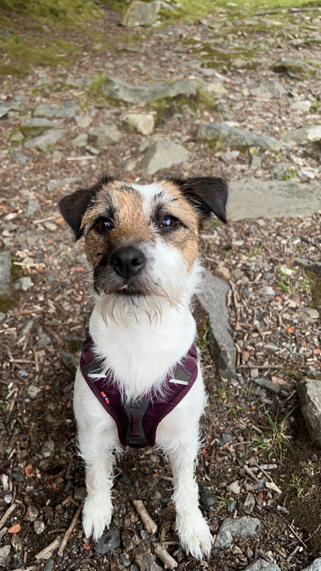 Jack russell terrier