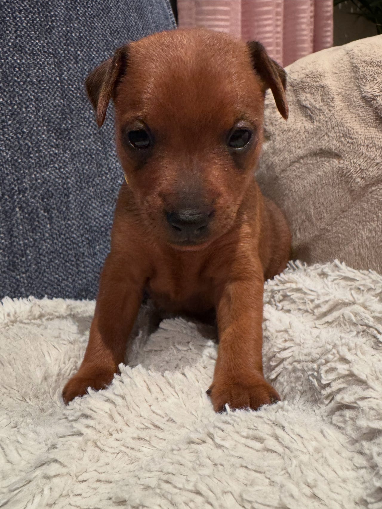 Dvergpinscher