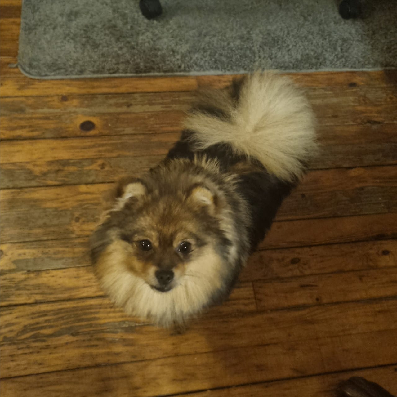Pomeranian