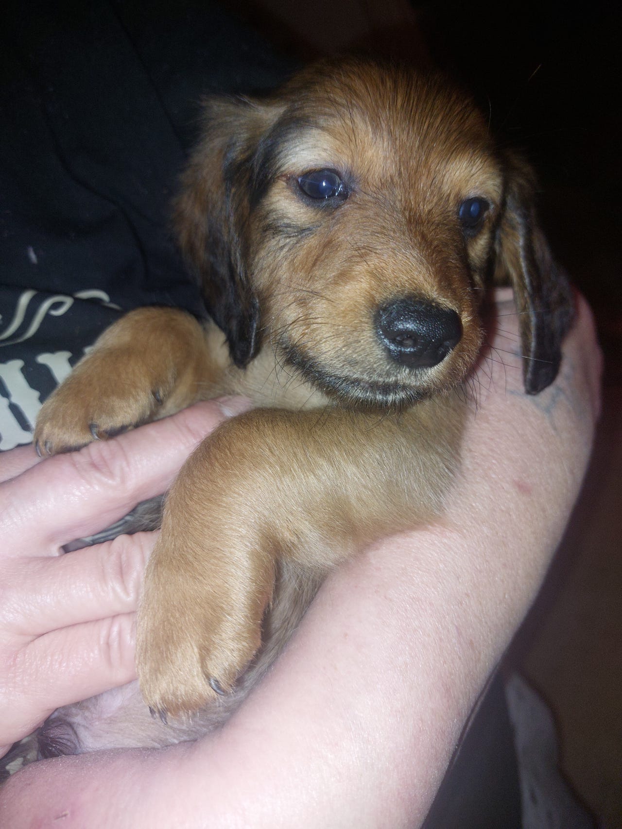 Dachshund langhåret