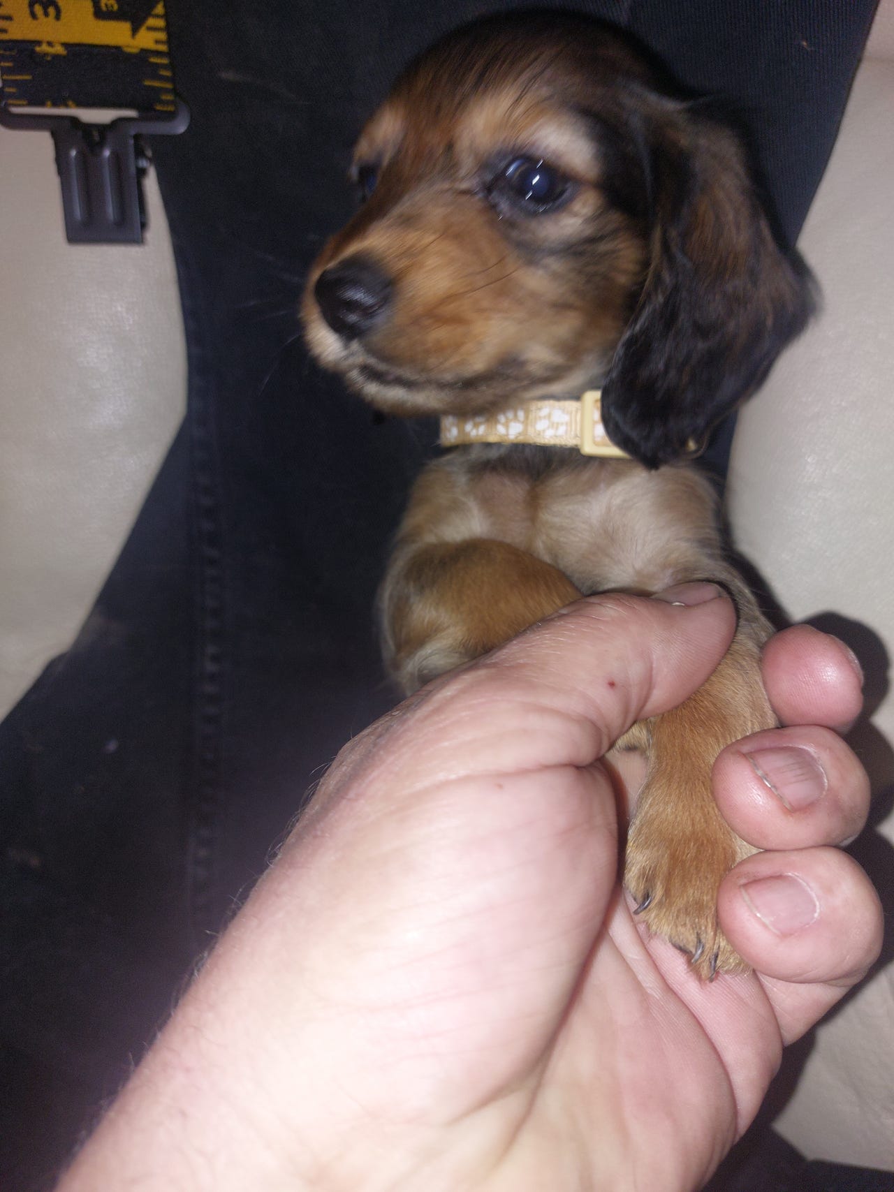 Dachshund langhåret