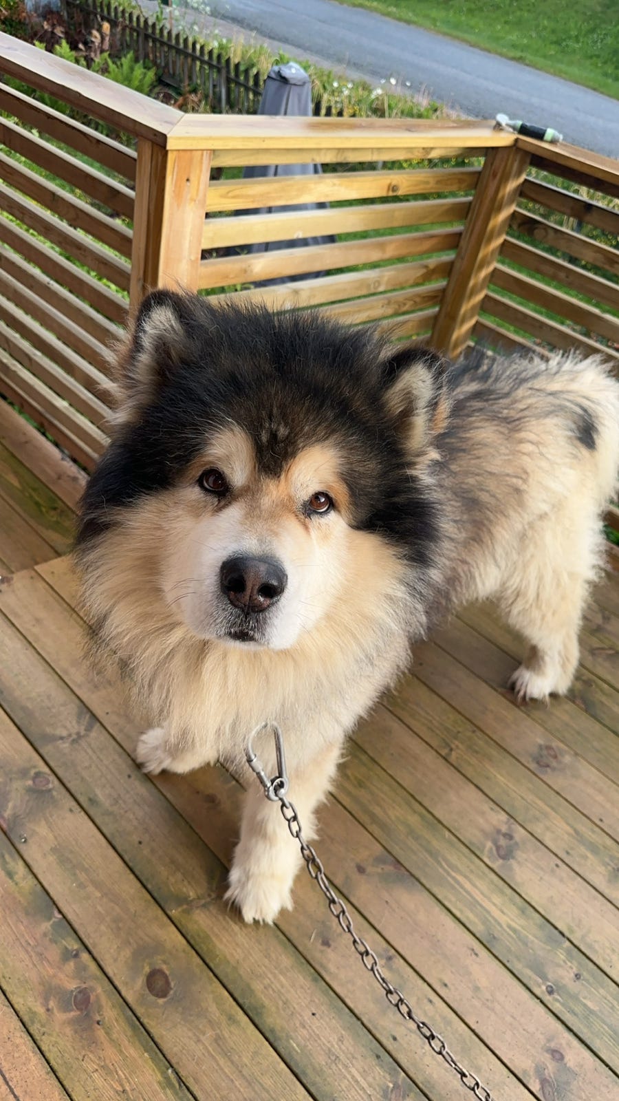 Alaskan malamute