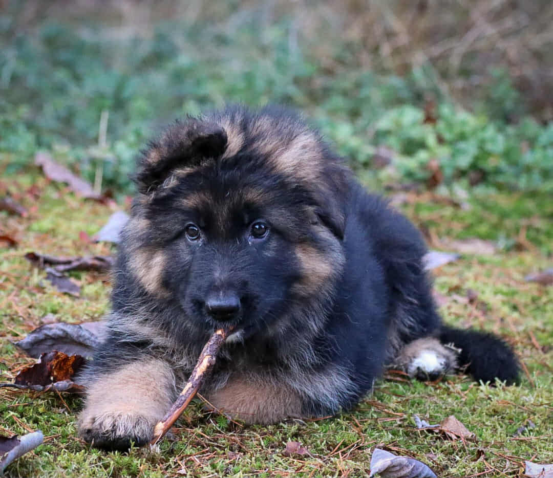 Schäferhund langhår