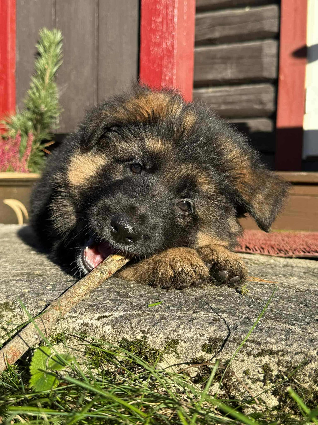 Schäferhund langhår