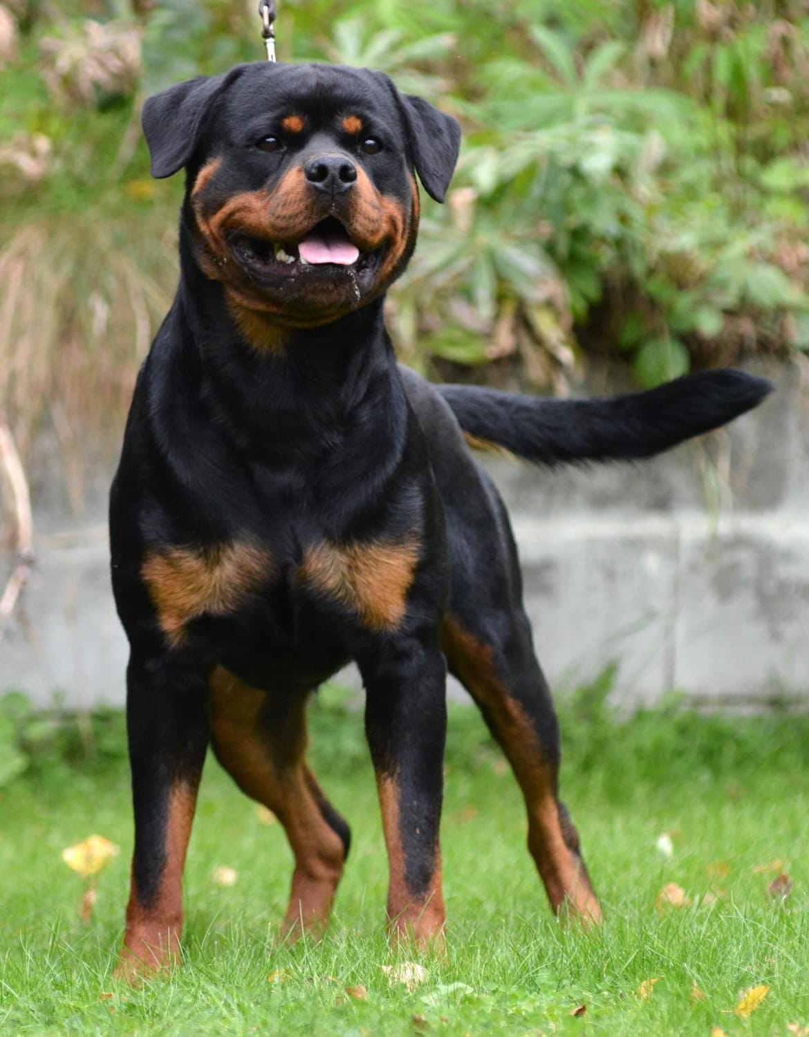 Rottweiler