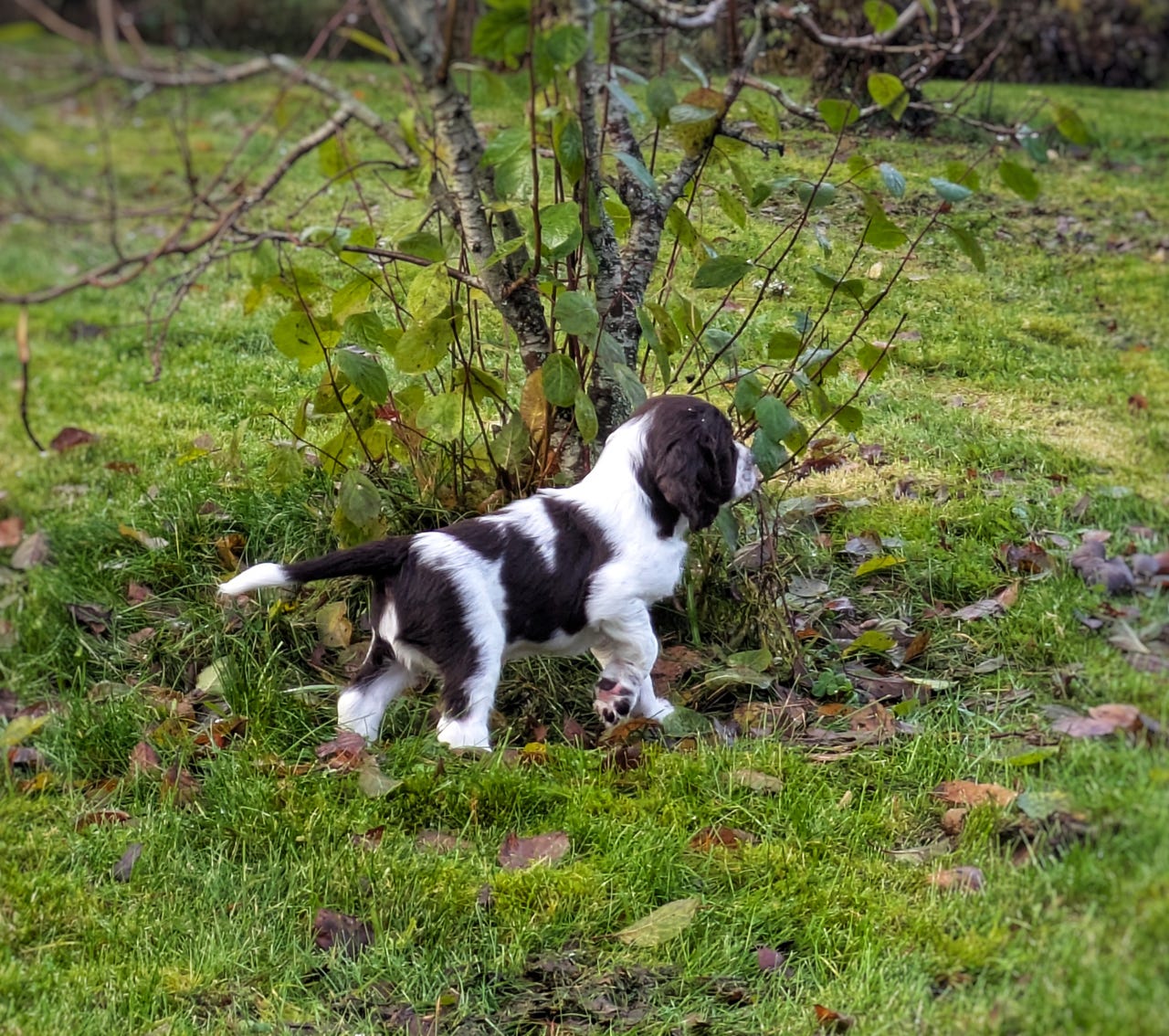 Engelsk springer spaniel