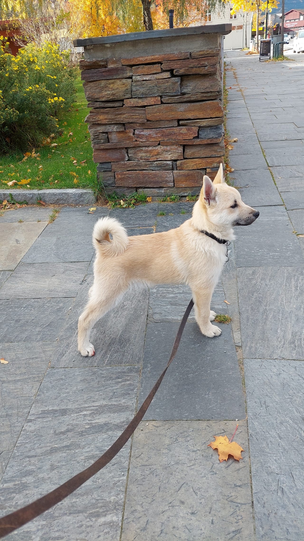 Norsk buhund