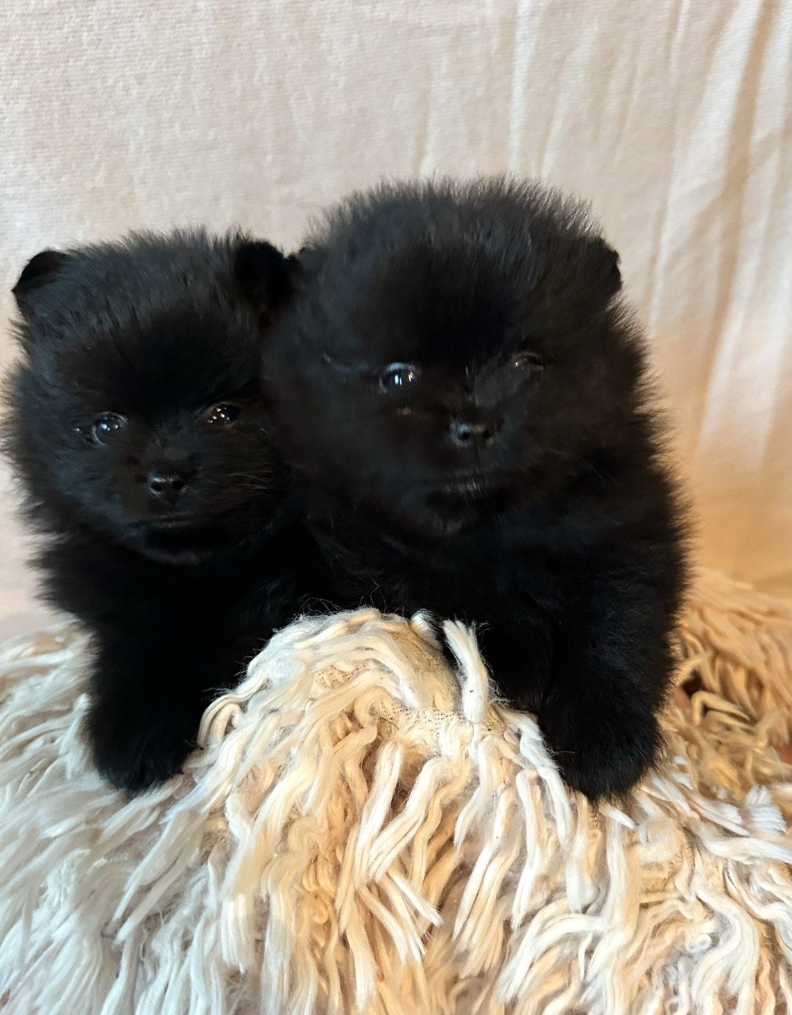 Pomeranian