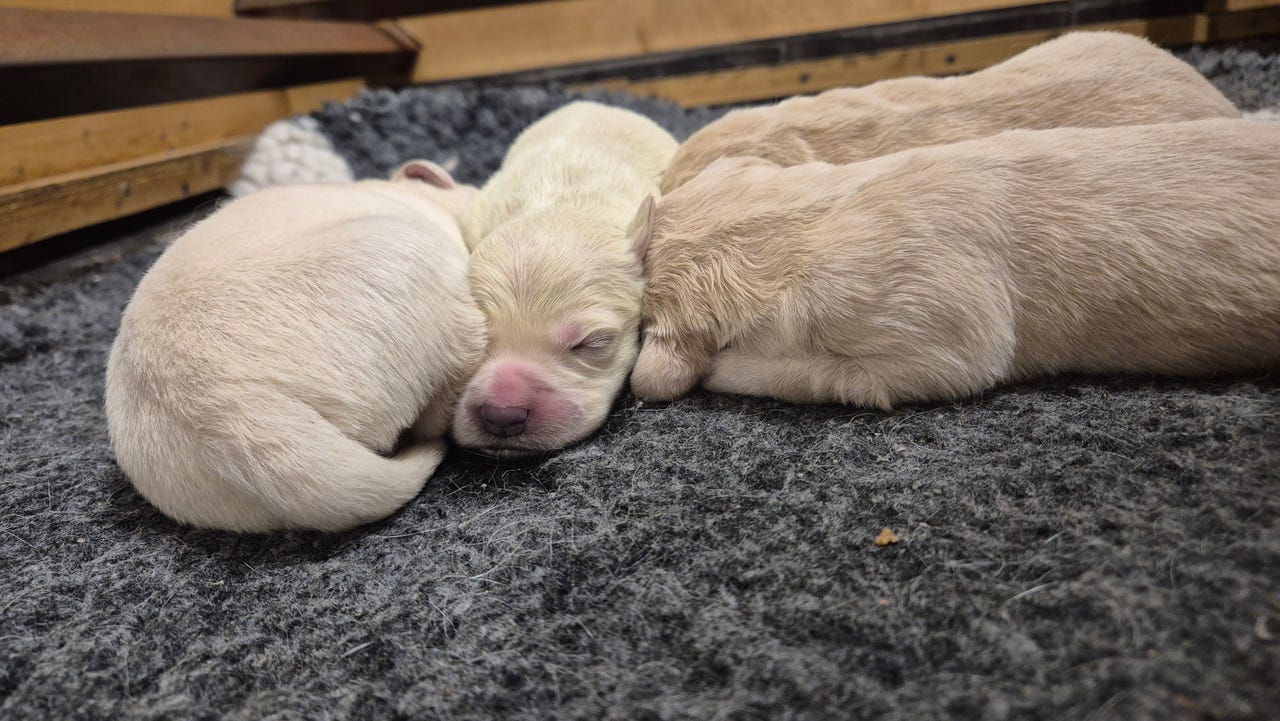 Golden retriever