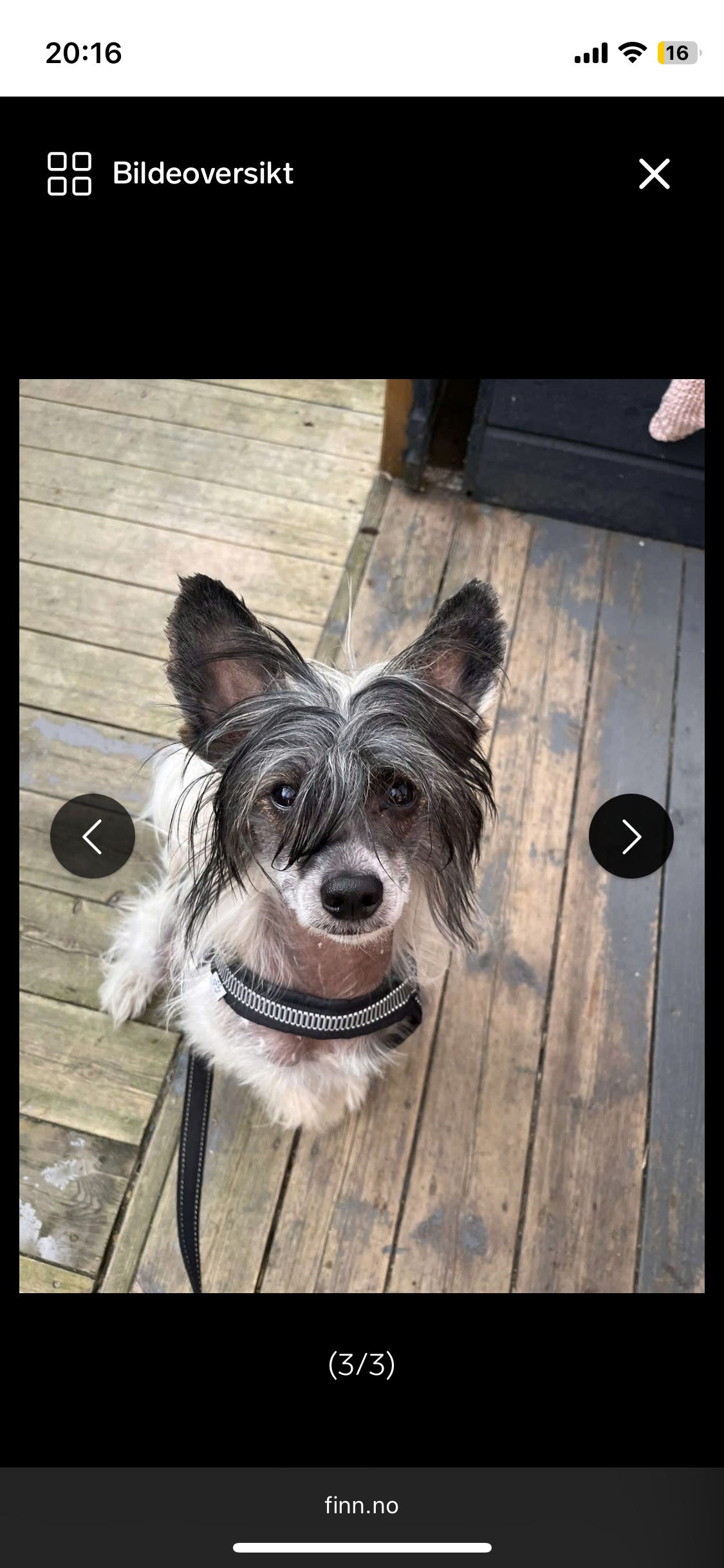 Chinese crested