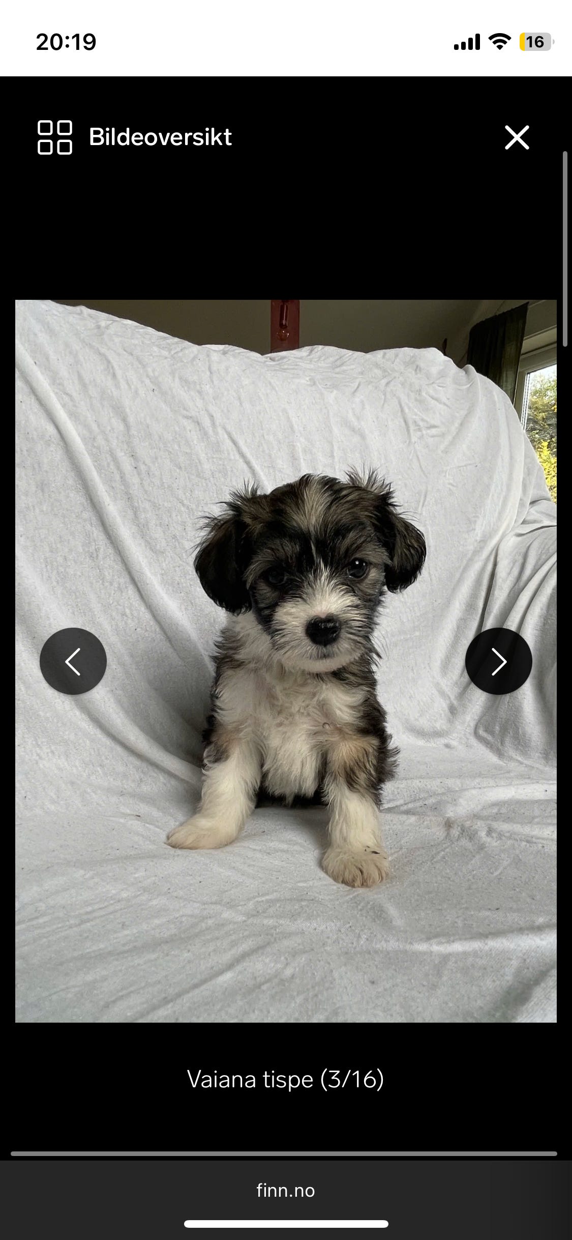 Chinese crested powderpuff