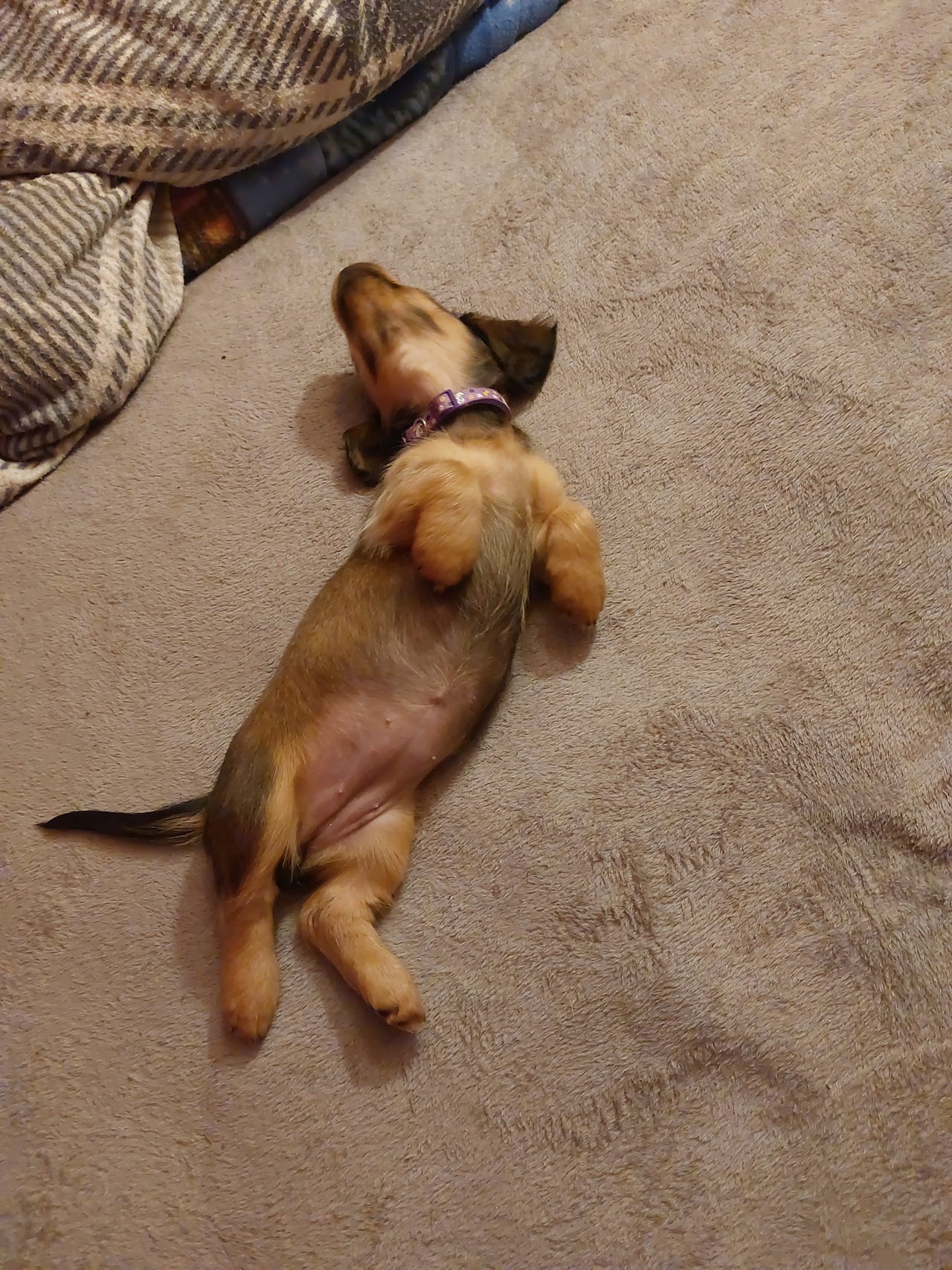 Dachshund langhåret