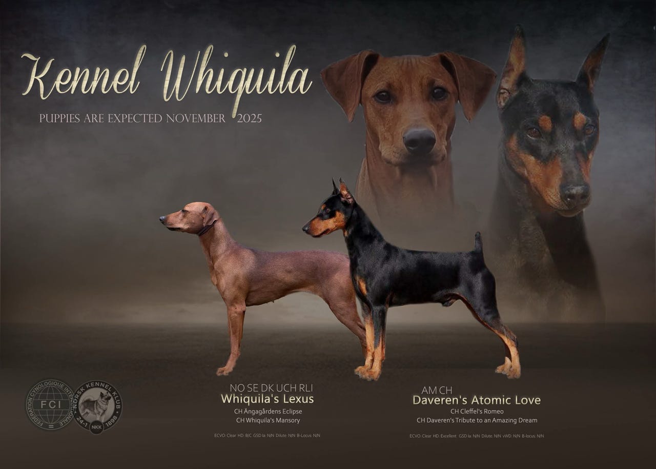 Pinscher