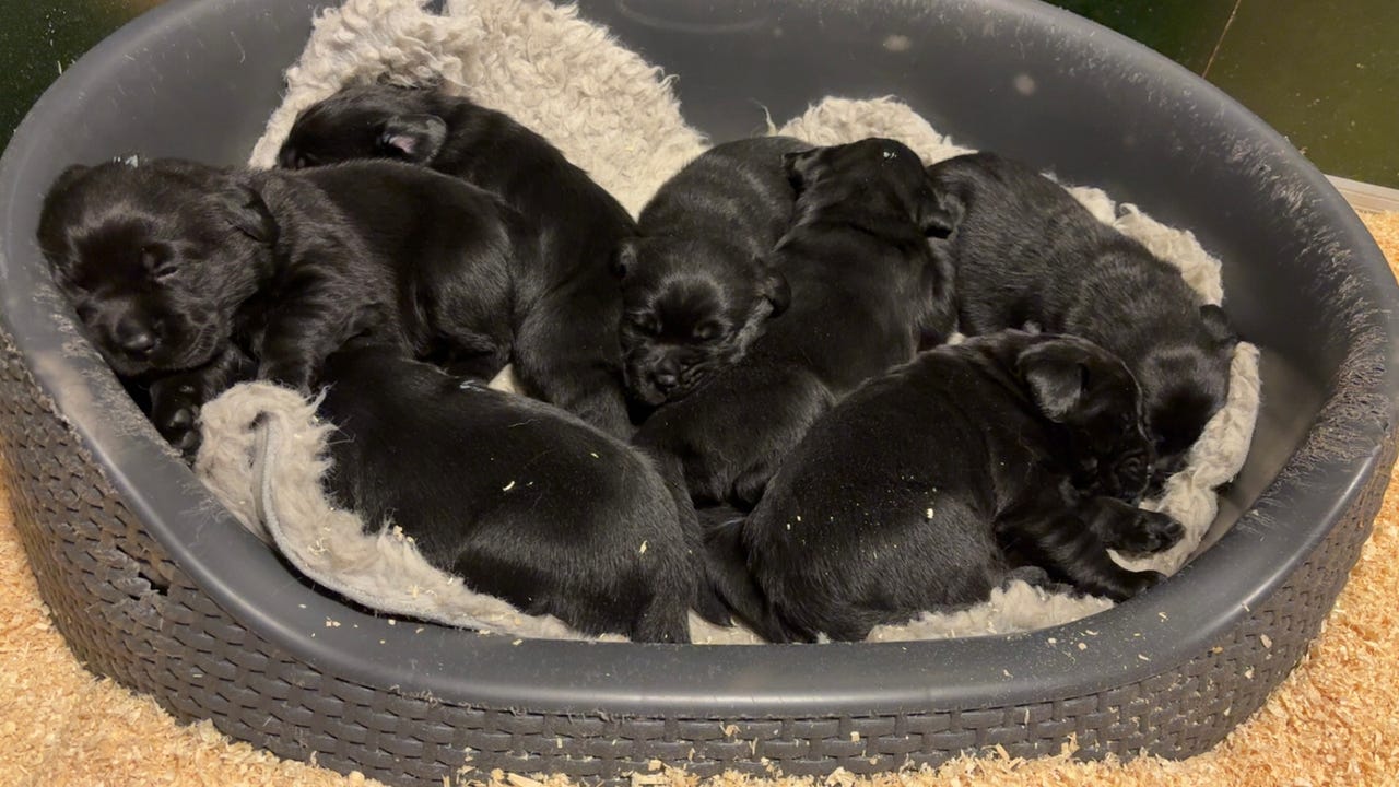 Labrador retriever