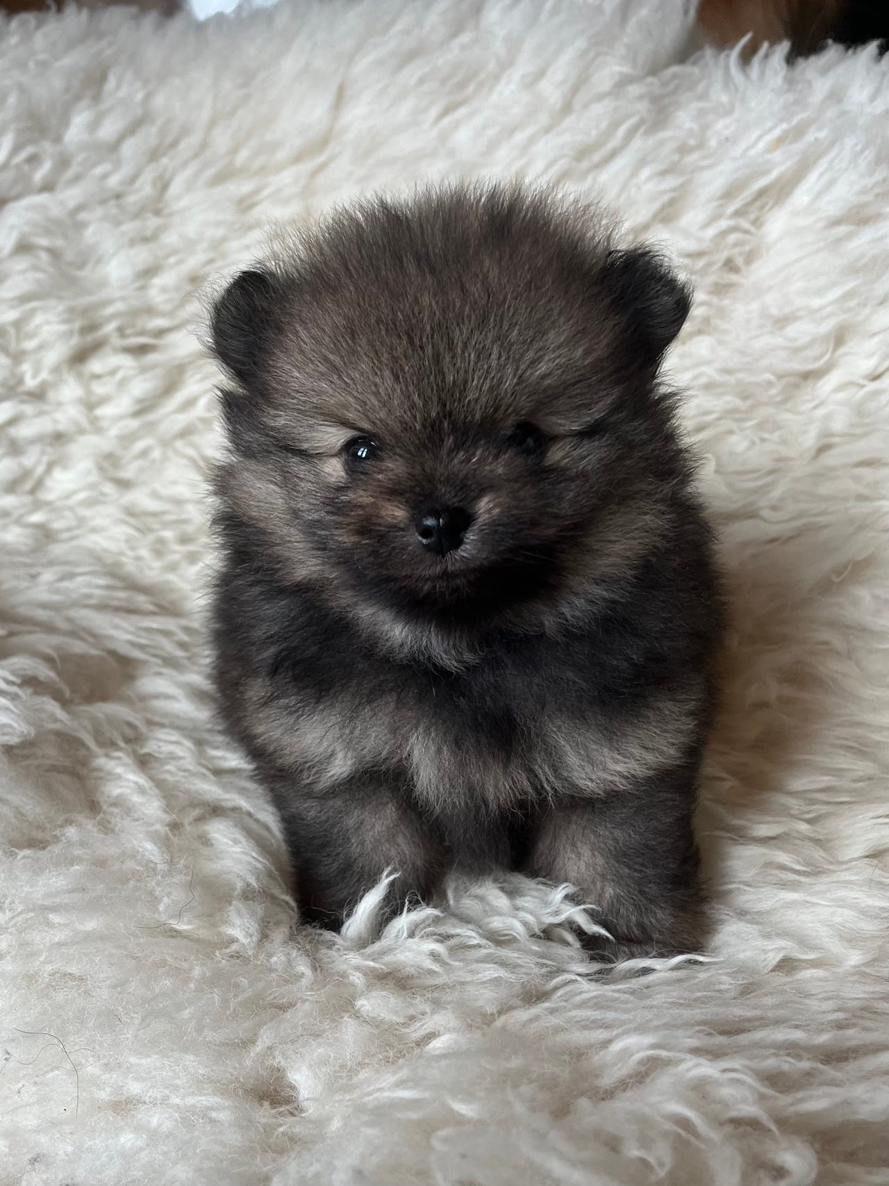 Pomeranian