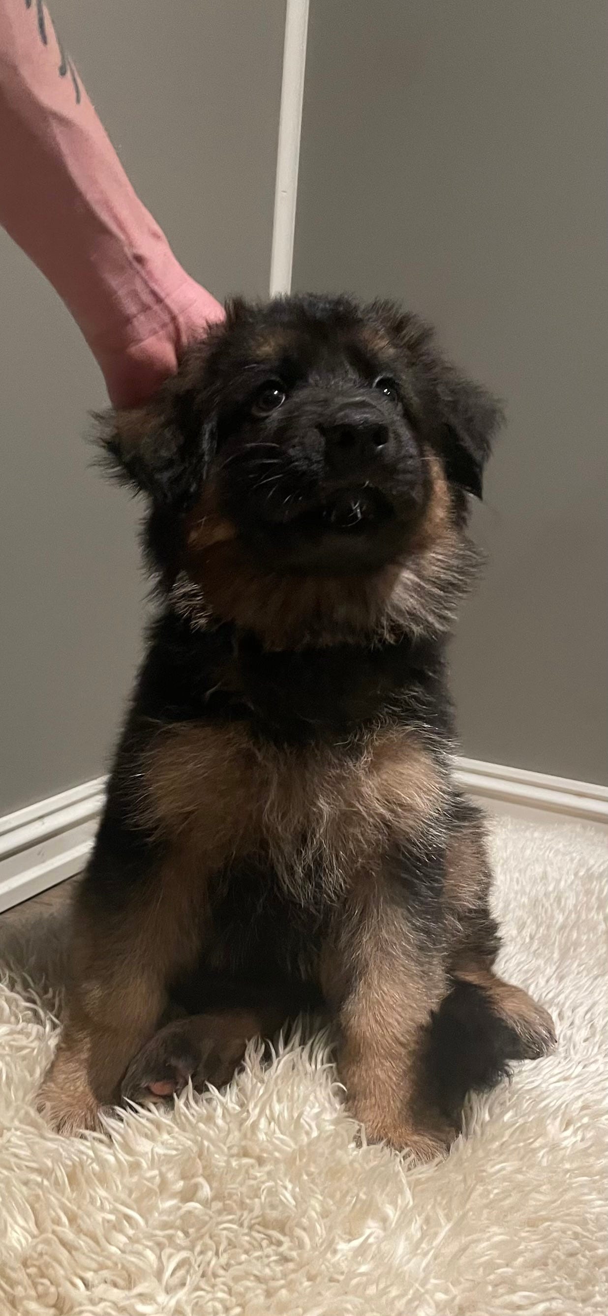 Schäferhund langhår