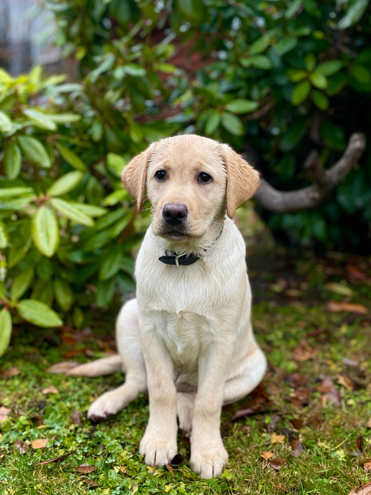 Labrador retriever