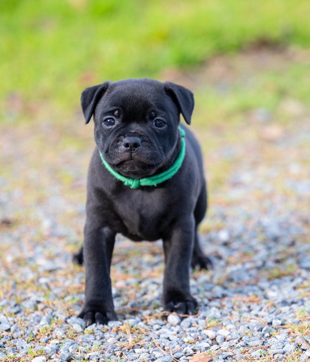 Staffordshire bull terrier