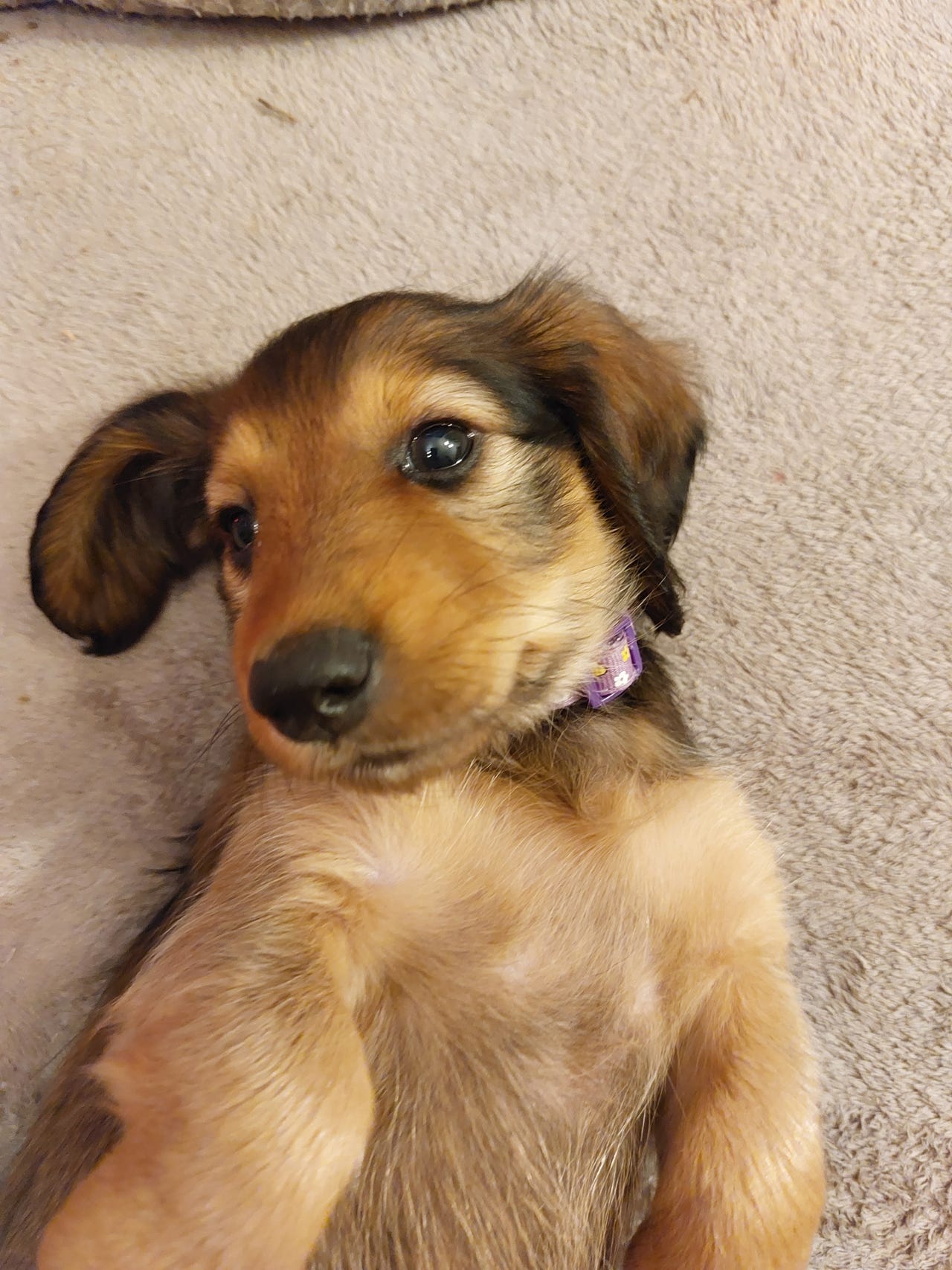 Dachshund langhåret
